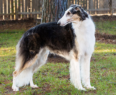 Top Conformation Borzoi 2021